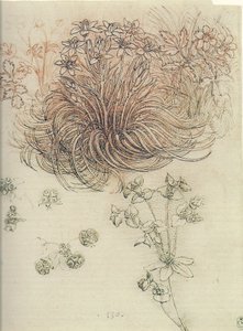 Ornithogalum (Stella di Betlemme) da Leonardo da Vinci